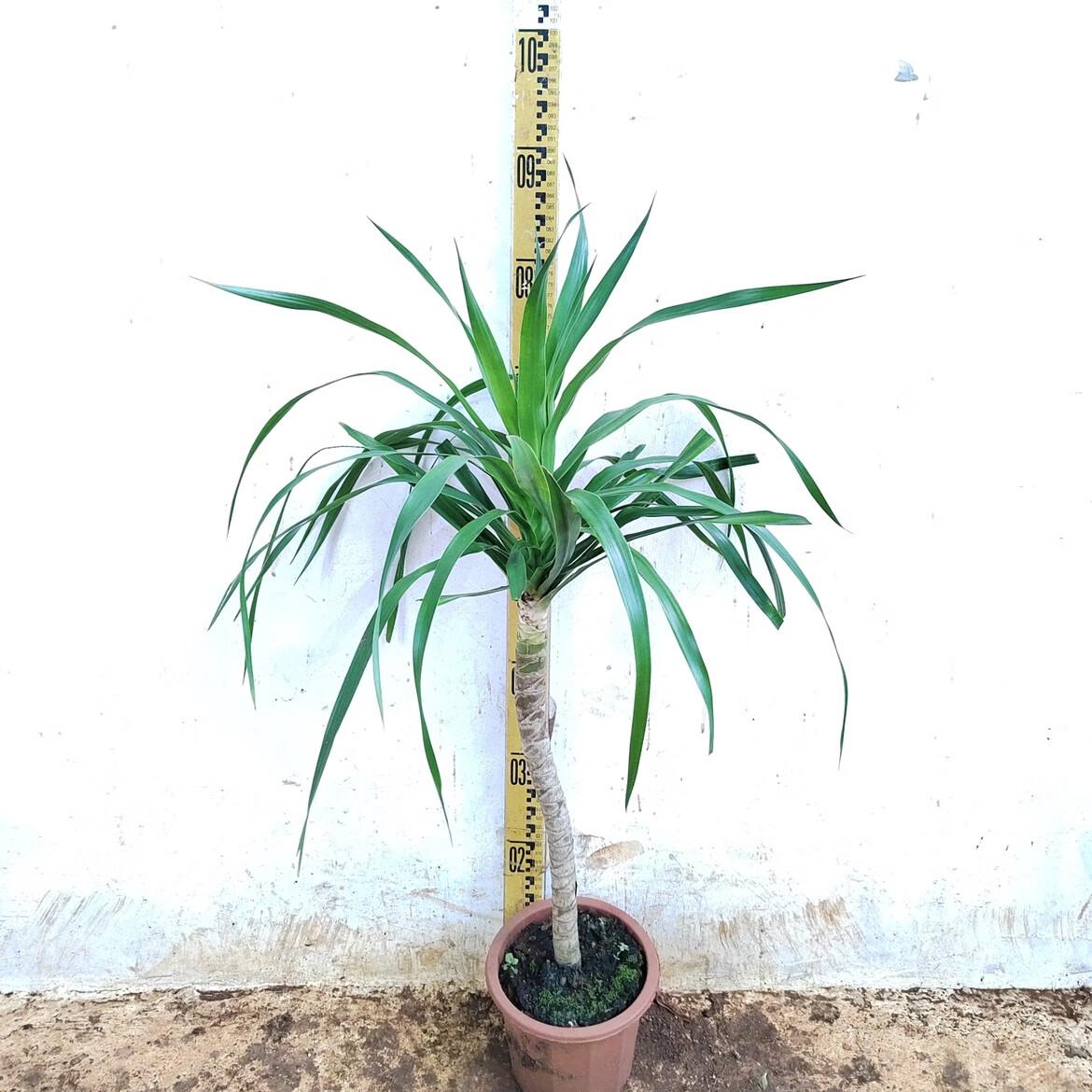 姒桀造型龙血树老桩大盆栽网红龙须树室内大型植物花卉