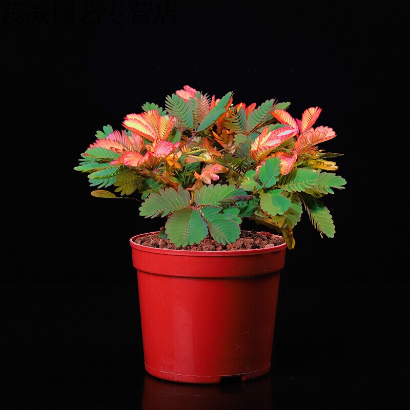 彩叶含羞草盆栽害羞草植物花卉室内办公室桌面小绿植花苗跳舞草
