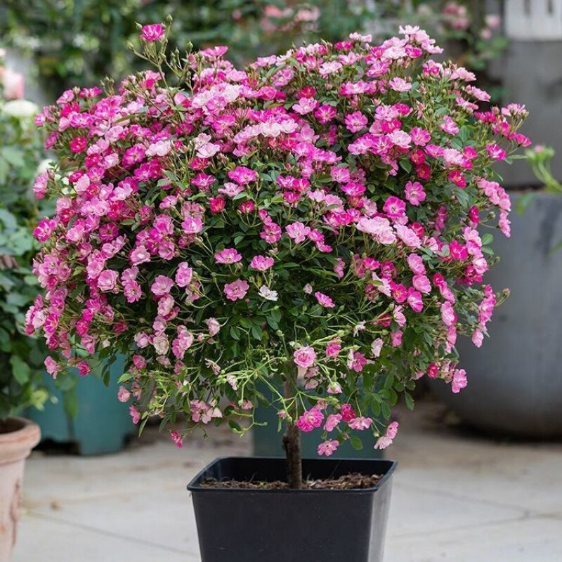 月季树桩树状月季大花月季树苗嫁接欧月大花双色阳台庭院盆栽地栽当年