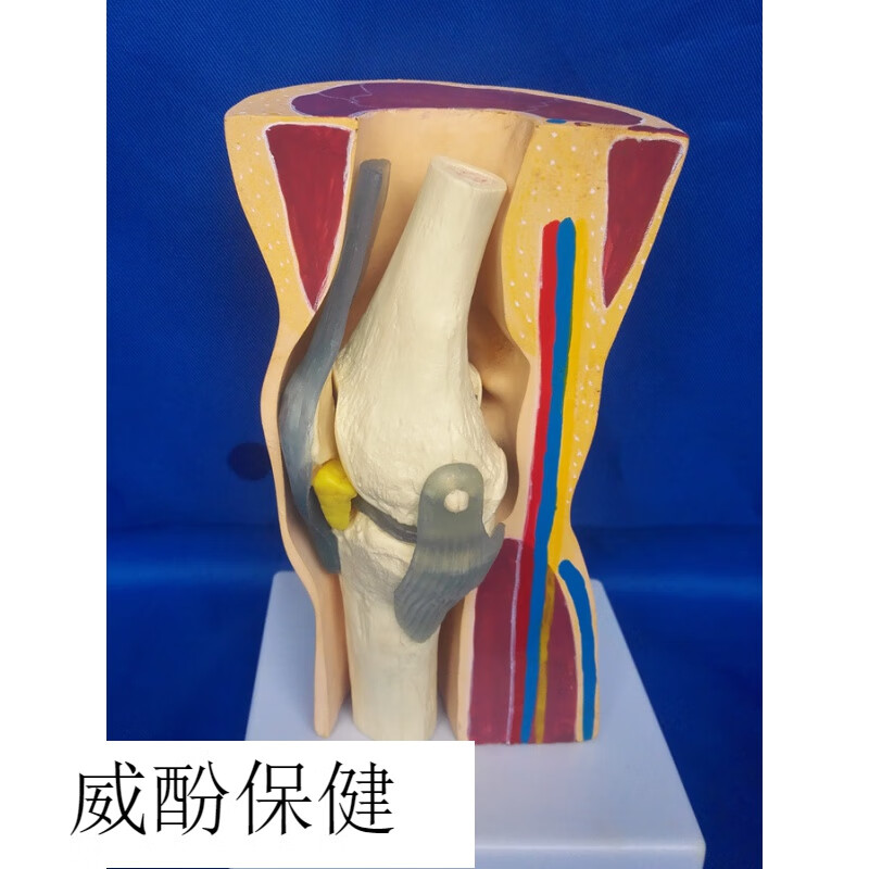 膝关节3d解剖图图片