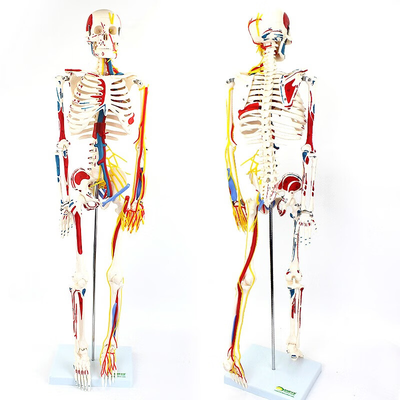 ENOVO颐诺85Cm医学用人体骨骼模型肌肉起止点神经血管骨架人体模型成人骷髅教学脊椎全身仿真小白骨