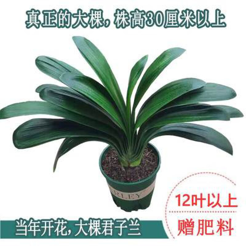 花姬文静花坊  东北精品名贵君子兰苗圆头和尚宽叶大颗好养室内绿植花