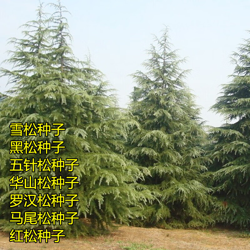 湿地松和马尾松的区别(湿地松和马尾松的区别是什么)