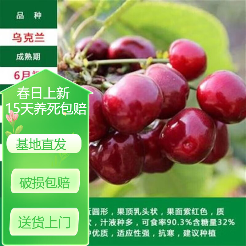 南方北方种植盆栽庭院果树矮化樱桃树大樱桃苗 乌克兰(5年苗当年结果)