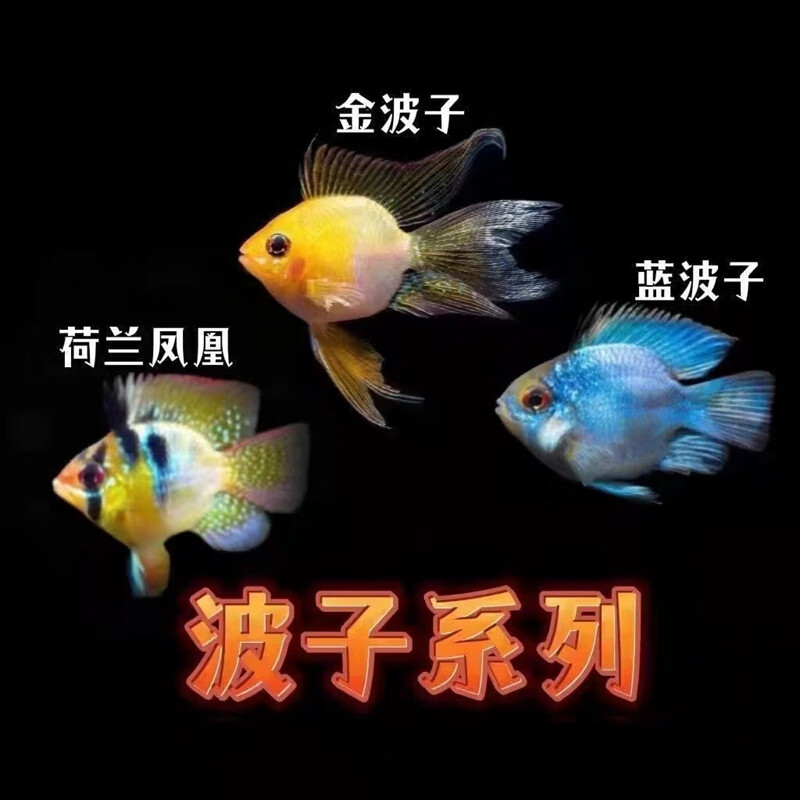 金波子鱼长尾桃心阿凡达观赏鱼活体宝蓝荷兰凤凰球热带鱼比卡丘 2-3
