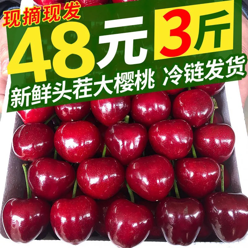 知鲜坊烟台大樱桃 山东国产车厘子樱桃新鲜水果生鲜时令当季整箱