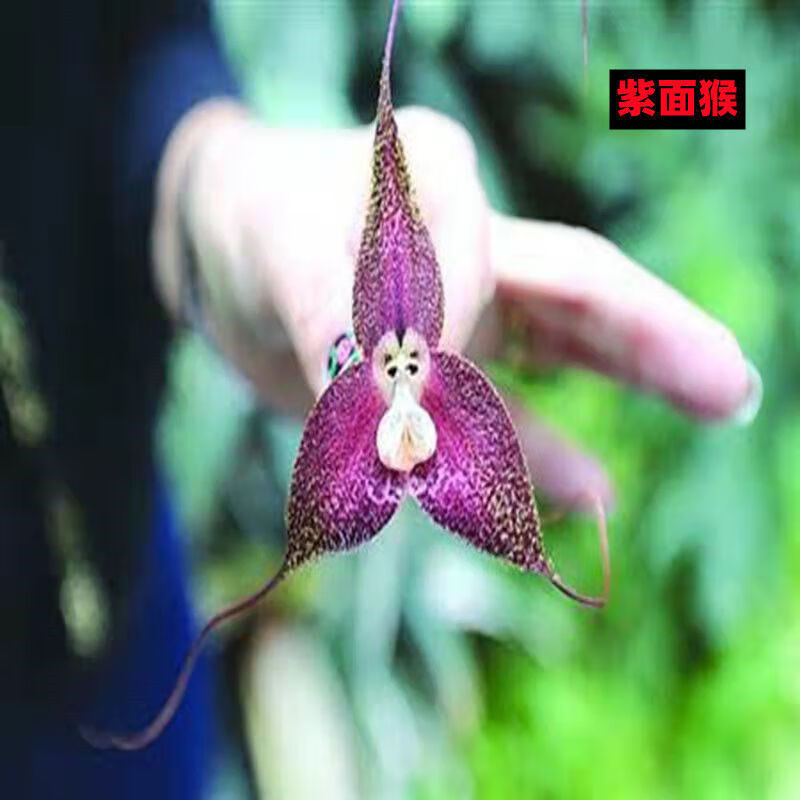 【耐寒植物】猴面球根花四季养殖花卉室内盆栽阳台植物冻不死盆栽 8紫