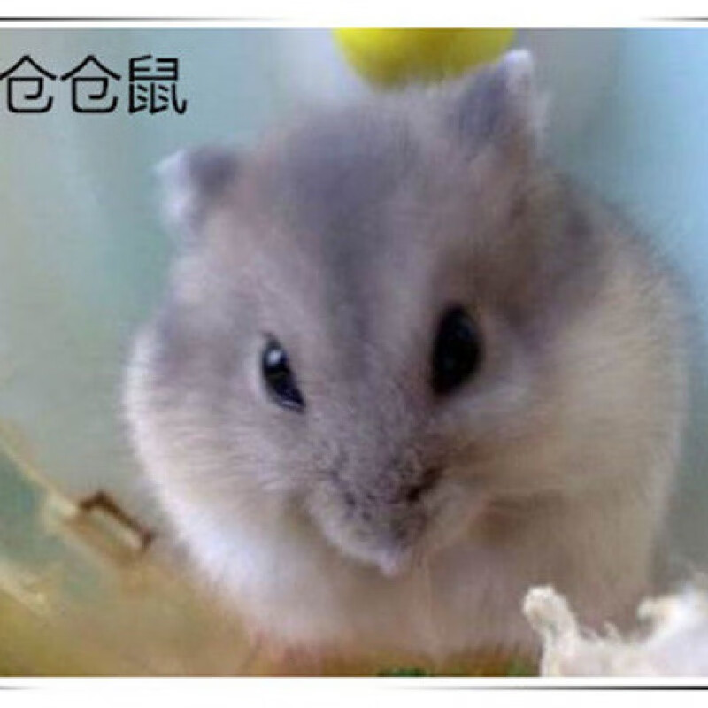 仓鼠活体小仓鼠活体布丁银狐金丝熊儿仓鼠宠物一只仓鼠小宠物仓鼠宝宝