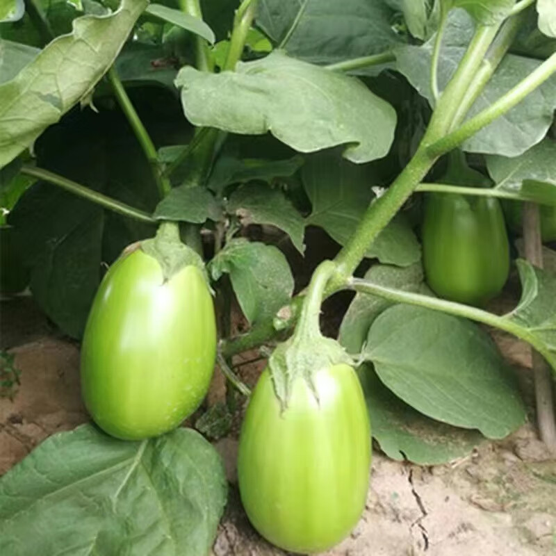 华煜四季蔬菜茄子苗蔬菜秧苗紫长茄子四季苗  青茄子苗10棵