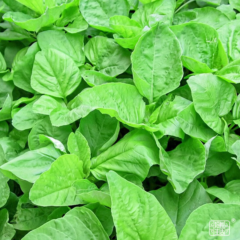 大禹红苋菜种子汗菜圆叶青菜春季蔬菜籽 白圆叶苋菜种子50g