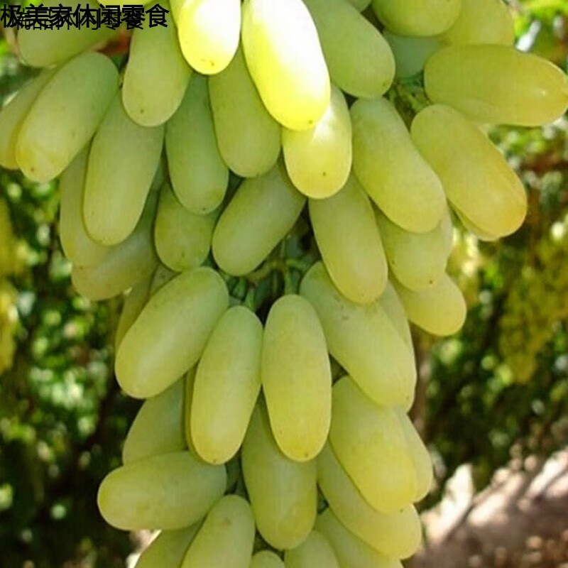 辣铺乐干新疆特产级超大免散装洗绿香妃青提子干果