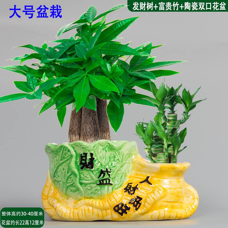 发财树小盆栽富贵竹招财树陶瓷盆办公室内花卉桌面植物净化空气 大号人财两旺+三杆发财树+富贵竹 含盆