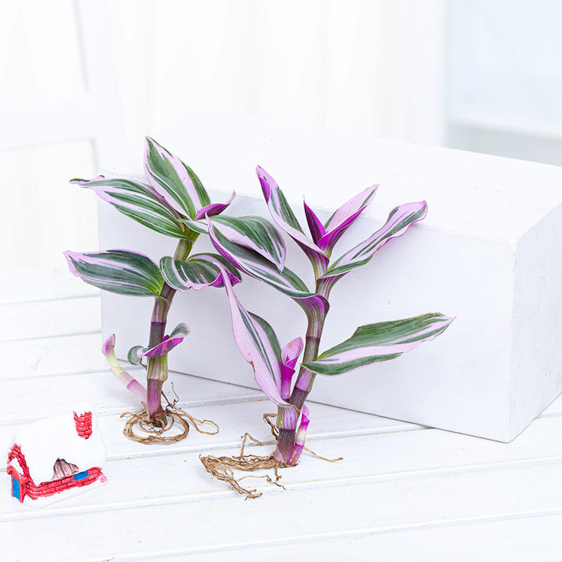 油画婚礼水培植物室内客厅绿植花卉办公室桌面盆栽水养吊兰 油画婚礼2