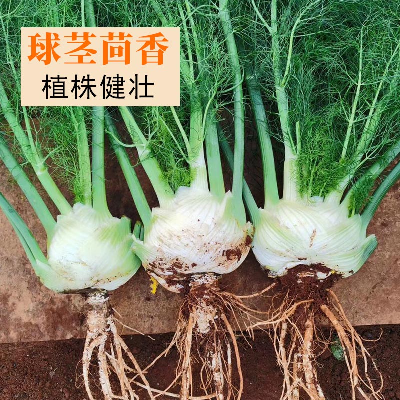 颜集卉颜集卉 球茎茴香种子结球小叶茴香球种籽苗割茬蔬菜种孑春季四