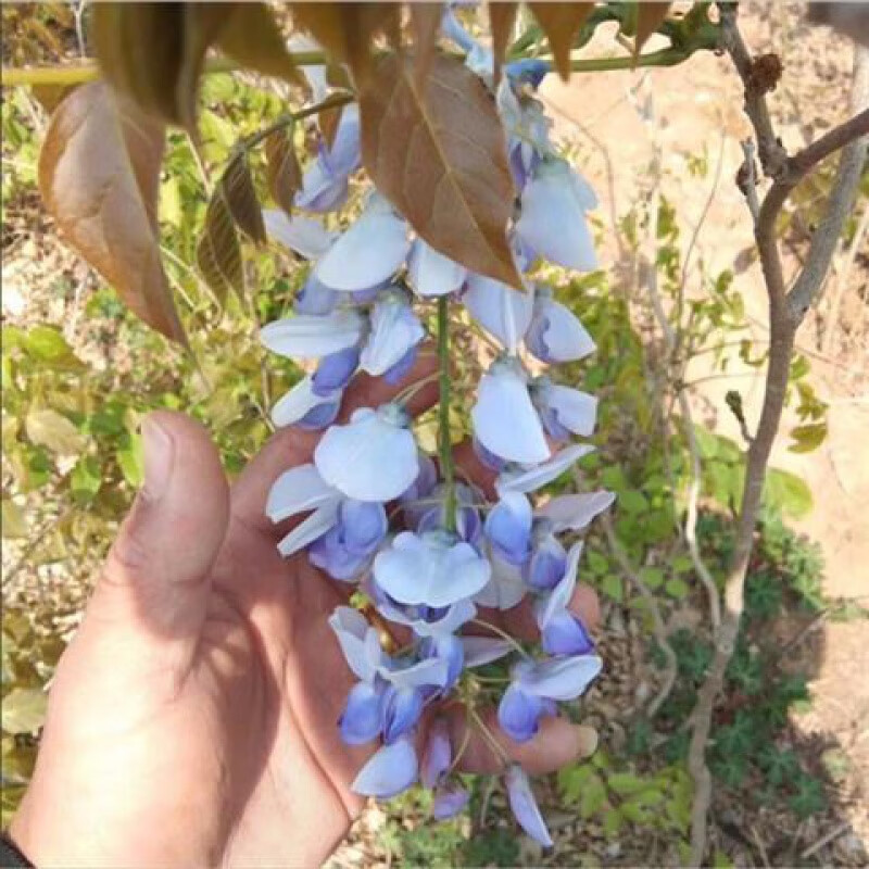 紫藤花树苗四季开花爬藤绿植物紫藤萝花卉盆栽阳台庭院室内外围墙
