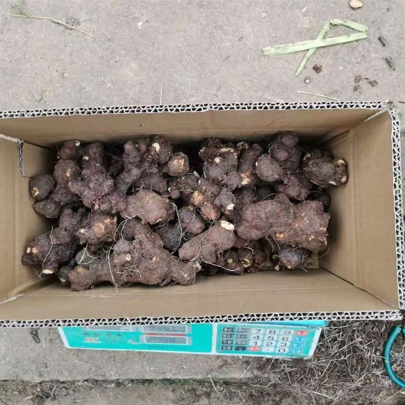 四川现挖新鲜野荞麦根苦荞头苦荞兰 野荞兰万年荞金荞野蓝桥 新鲜现挖