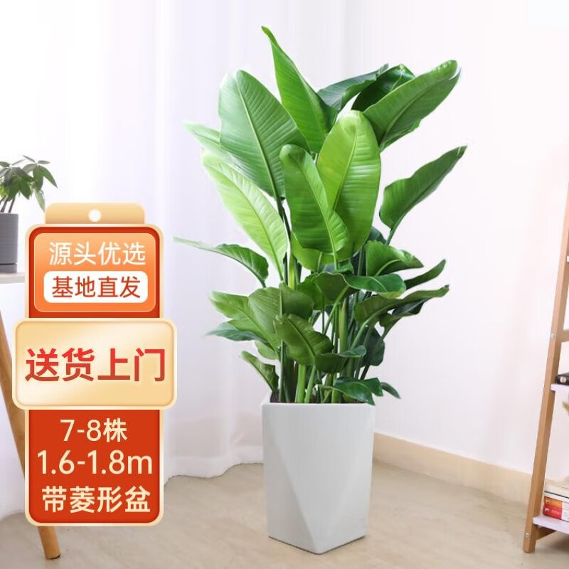 大型绿植网购最低价查询|大型绿植价格走势图