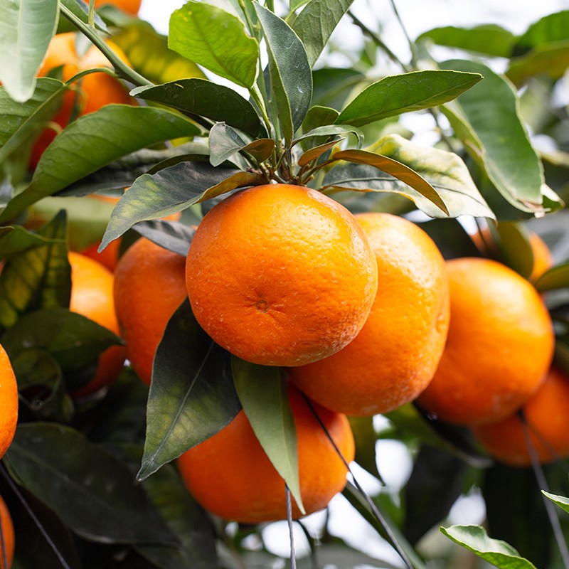 鑫佳叶正宗广西武鸣花皮沃柑新鲜水果蜜柑当季整箱 净重4.5斤装 单果70MM+