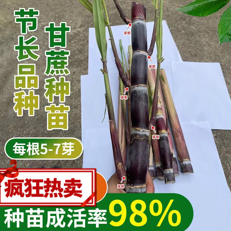 节长紫皮甘蔗种子芽多黄金甘蔗种苗黑皮甘蔗苗粗壮现货易成活 紫皮