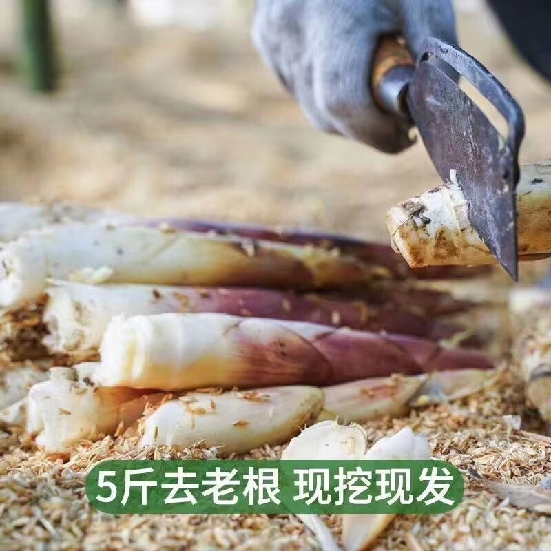 松林美果Z现挖四川春笋蒲江明月村雷竹笋新鲜时令蔬菜保温箱加冰袋去老头 精品5斤装+冰袋