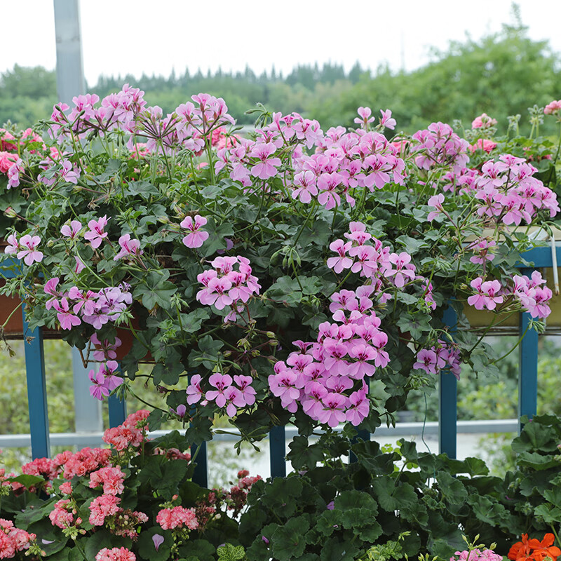 素蜜惠惠的花园天竺葵花苗重瓣四季开花国王夏日玫瑰公园阳台盆栽花