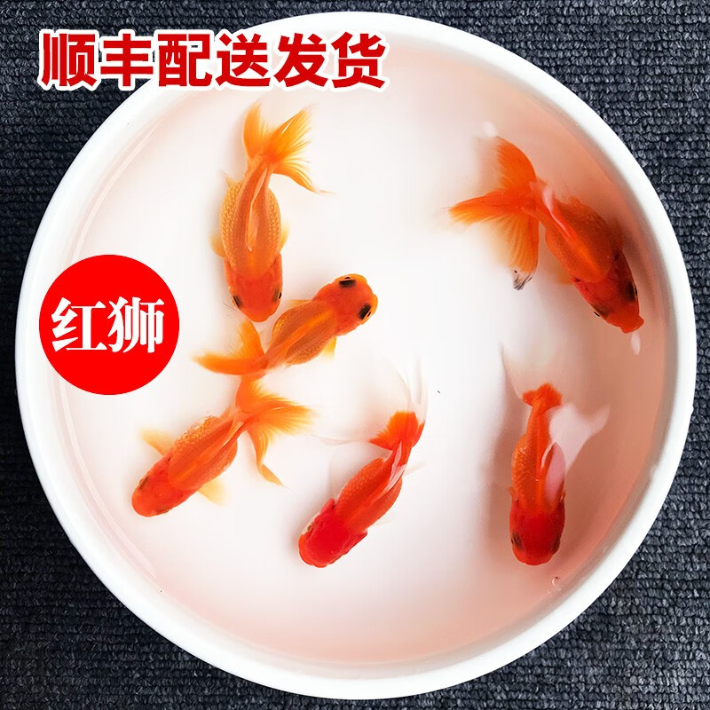 查询水族活体低价软件|水族活体价格走势