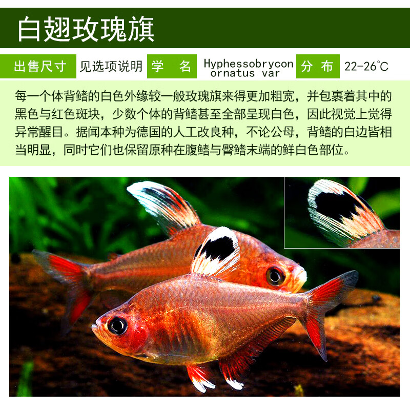 白翅玫瑰扯旗鱼水草缸群游热带鱼小型灯科鱼白炽玫瑰勾旗大勾活体 1条