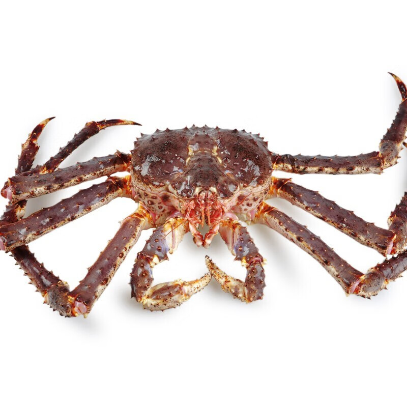 【活鲜】帝王蟹鲜活俄罗斯进口大螃蟹帝皇蟹活蟹阿拉斯加 5.2-5.5斤/一只 (鲜活发货)