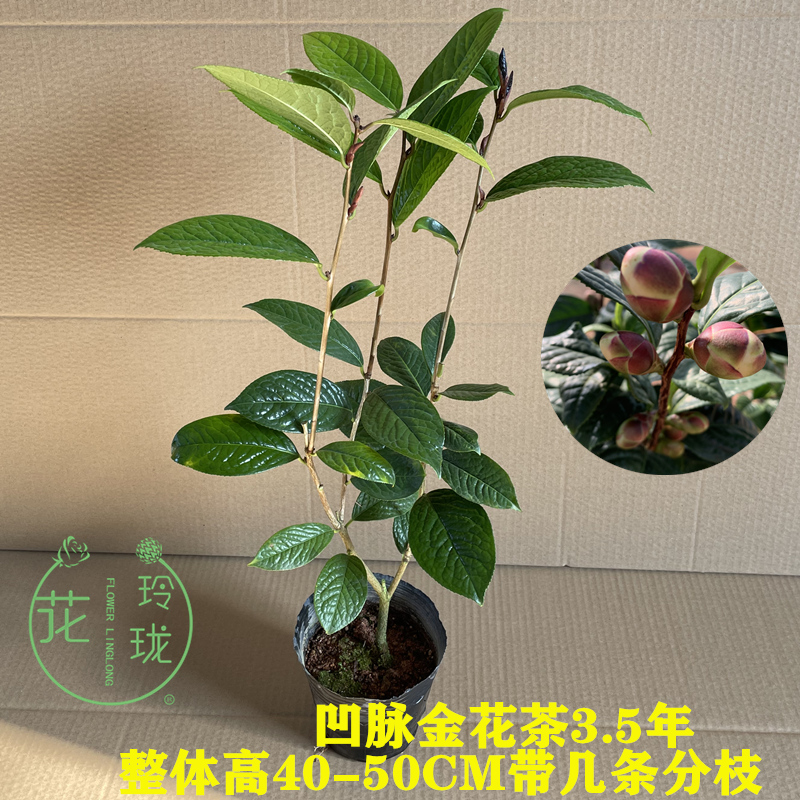 国宝大熊猫金花茶树苗防城金茶花四季金茶花盆栽花卉防普凹脉【京闪
