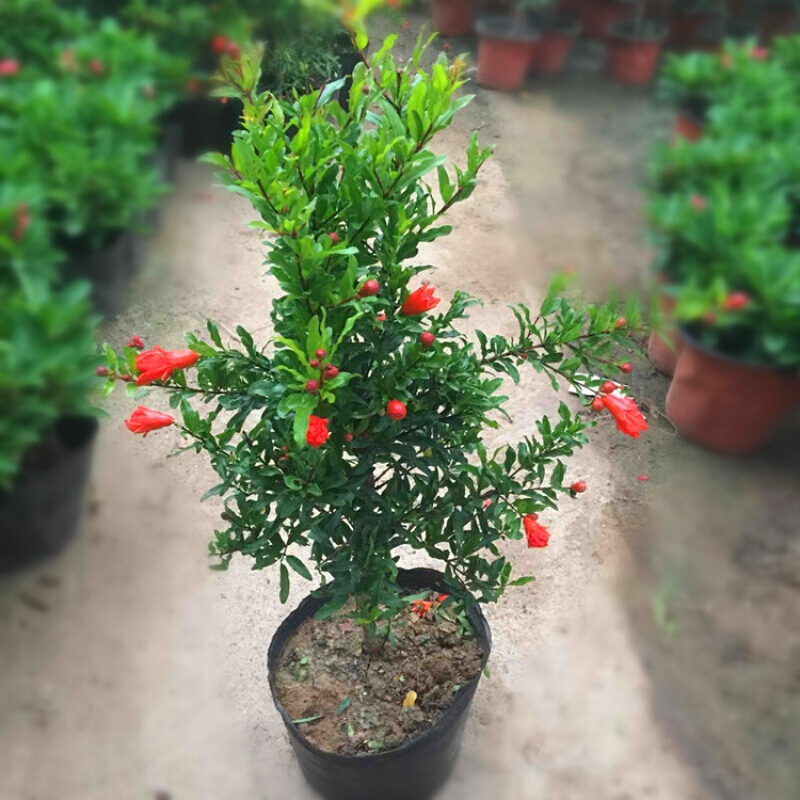 石榴花盆栽带花带果室内阳台盆景绿植牡丹花石榴树 红色 30cm左右高