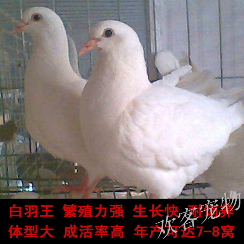 鸽子活体一对大体型白羽王肉鸽鸽子苗幼鸽青年成年原配种鸽广场鸽