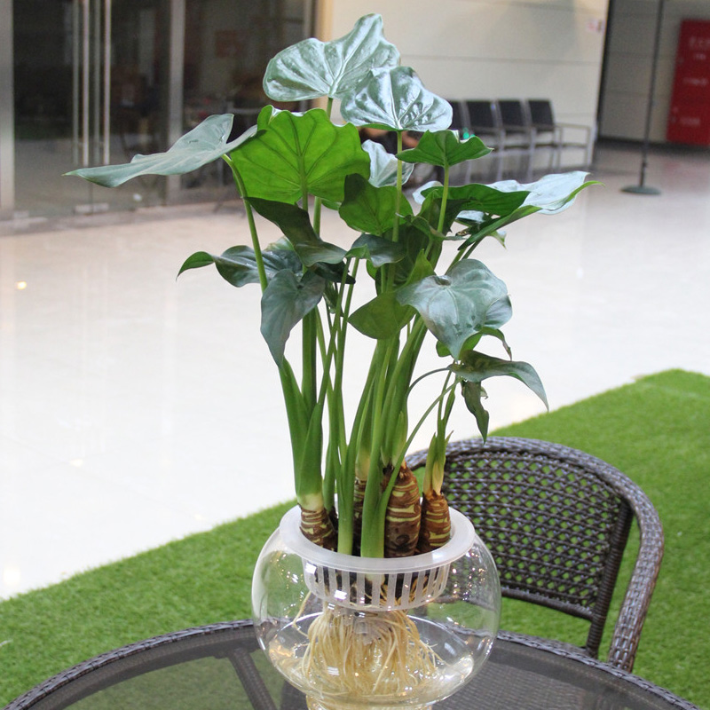 滴水观音盆栽 海芋 花卉植物绿植盆栽 办公桌面盆景  水培植物 不含盆
