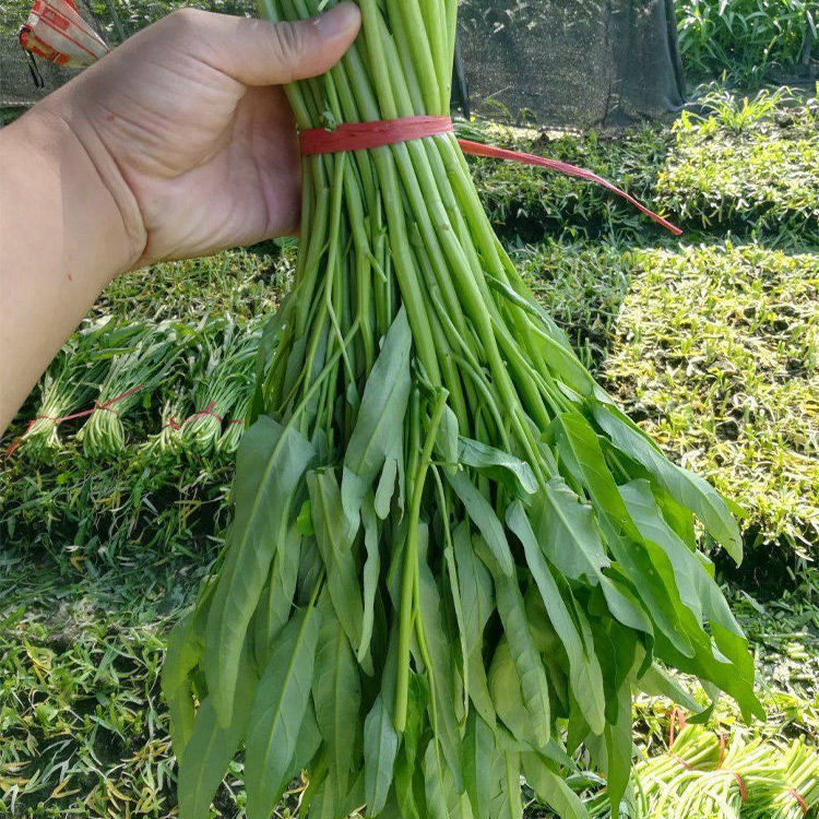 空心菜新鲜1-3斤农家自种当季时令新鲜蓊菜蕹菜藤菜凤尾菜 泡沫箱