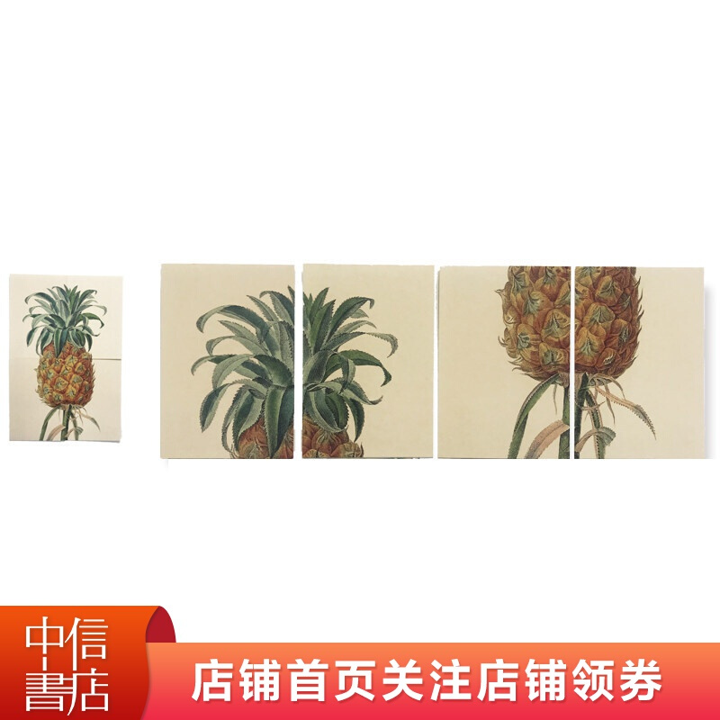 手绘植物明信片4片装 听见花开的声音2019世园会限量纪念文创 盛夏菠萝