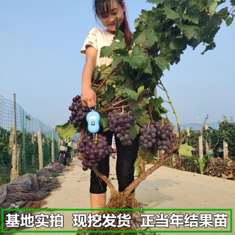 【买2颗送1颗】六年大苗嫁接树苗 巨峰葡萄 当年结果蓝宝石葡萄苗