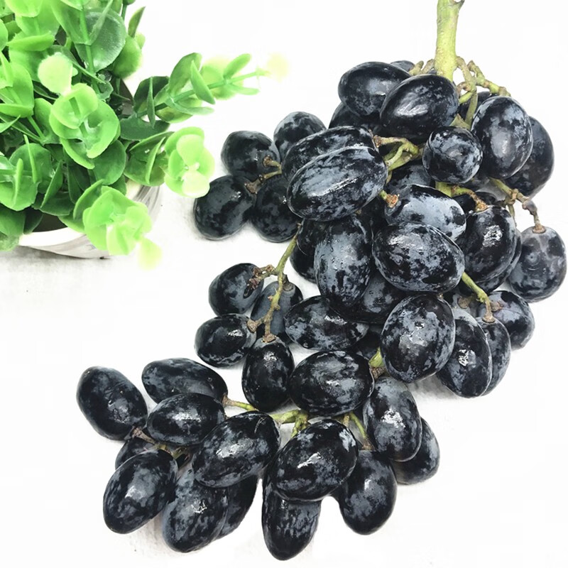 【现货】澳洲进口无籽黑提葡萄黑加仑精品串装葡萄当季新鲜水果 2斤装 超甜大果