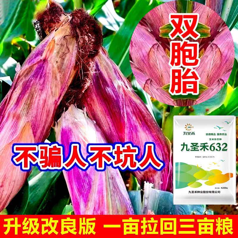 麦基乐国审双棒双胞胎杂交玉米种子苞米紫杆紫叶红轴大棒丰产九圣禾
