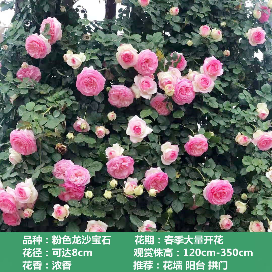 四季开花蔷薇花苗藤本月季爬藤绿植庭院浓香大花阳台花卉花苗盆栽