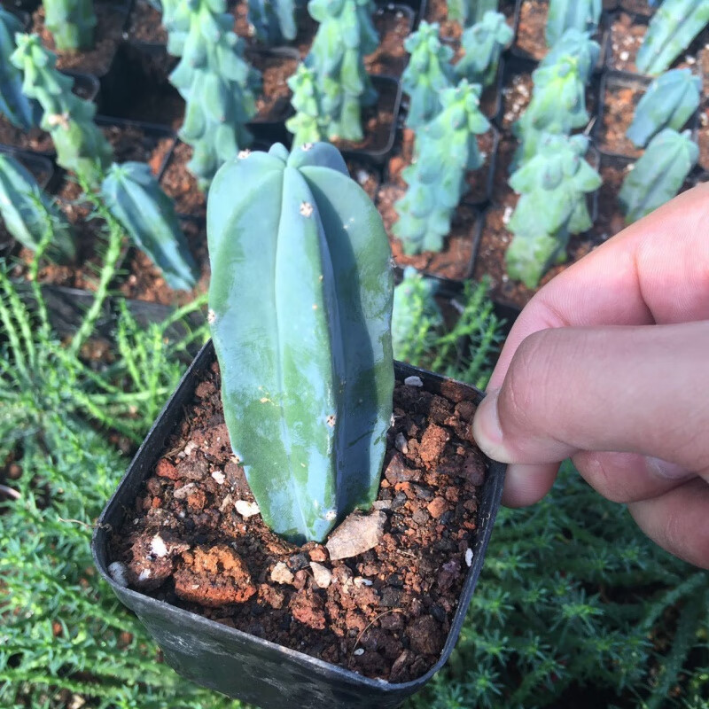 茸麦稀有贵货仙人球龙神木鸾凤玉多肉植物组合盆栽 龙神木6cm左右 原