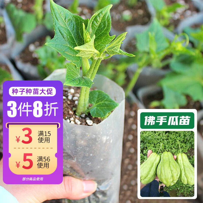 神禾 佛手瓜苗种苗种子种瓜龙须菜籽春季 佛手瓜苗 1棵