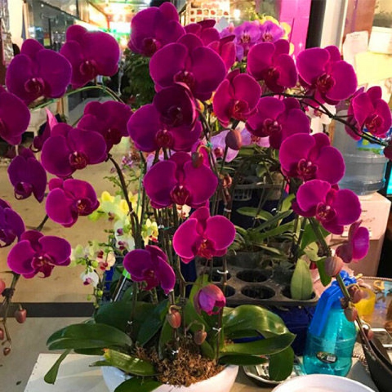 蝴蝶兰花苗室内绿植四季盆栽办公室兰花君子兰蝴蝶兰 红蝴蝶当年开花