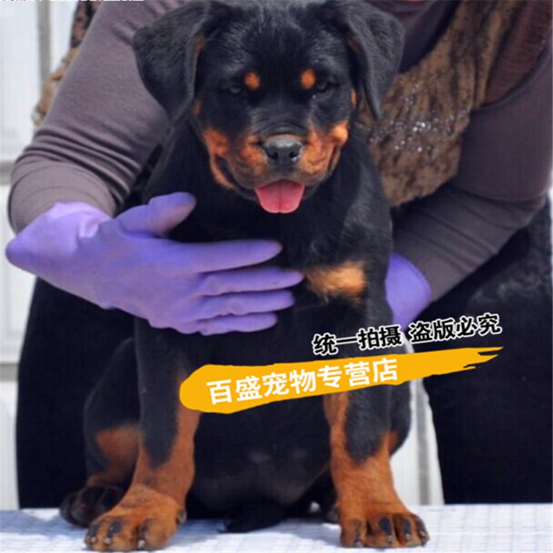 别态萌北京犬舍出售罗威纳犬 幼犬 纯种大型护卫犬猛犬家养活体宠物狗