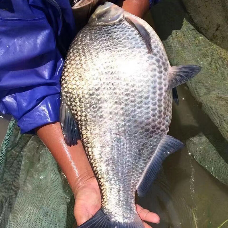 【顺丰】 武昌鱼 鳊鱼边鱼三角团头鲂鱼淡水鱼塘鱼池 2-4cm武昌鱼50条