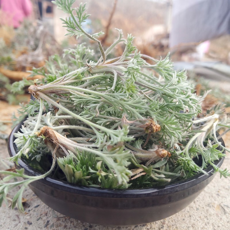 正月茵陈蒿白蒿苗草嫩芽野菜孕妇新鲜现挖2斤装时令 500g