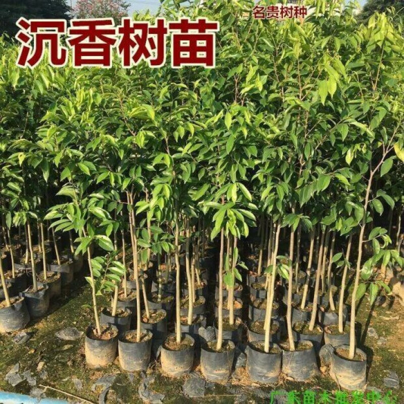 正宗沉香树苗海南奇楠沉香苗小叶紫檀金丝楠木苗名贵树盆栽 沉香两年苗带叶 其他
