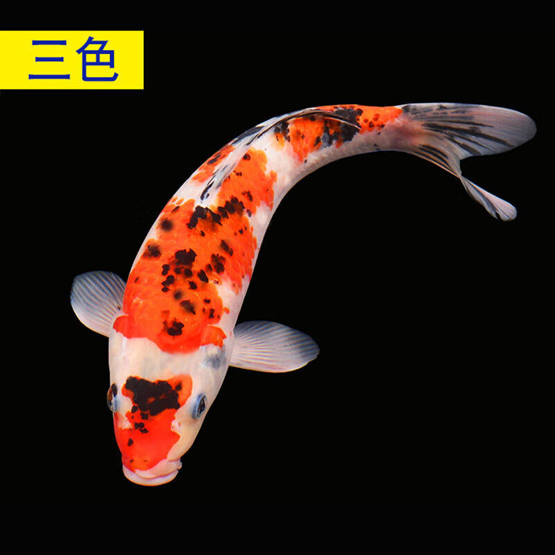 观赏鱼大型红白黄金龙凤冷水淡水好养耐活小鱼金鱼 18-20cm三色1条