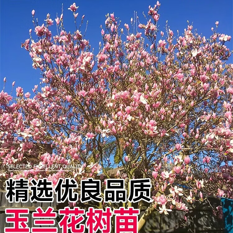 花友玉兰花树苗盆栽花卉绿植红黄白广玉兰庭院种植耐寒 5公分粗1.