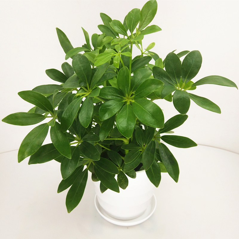 玫瑰情缘玫瑰情七叶莲盆栽鹅掌柴鸭脚木室内客厅桌面绿植 鸭脚木 不含