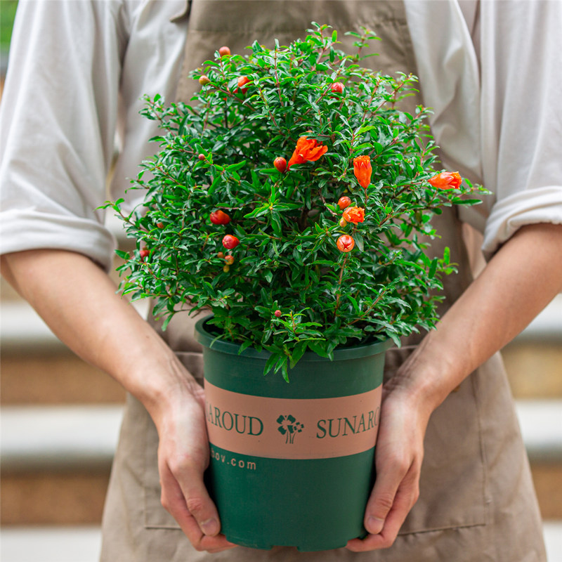 牵挂 石榴花盆栽别墅庭院阳台好养植物老桩观果树苗小盆景花卉 石榴花