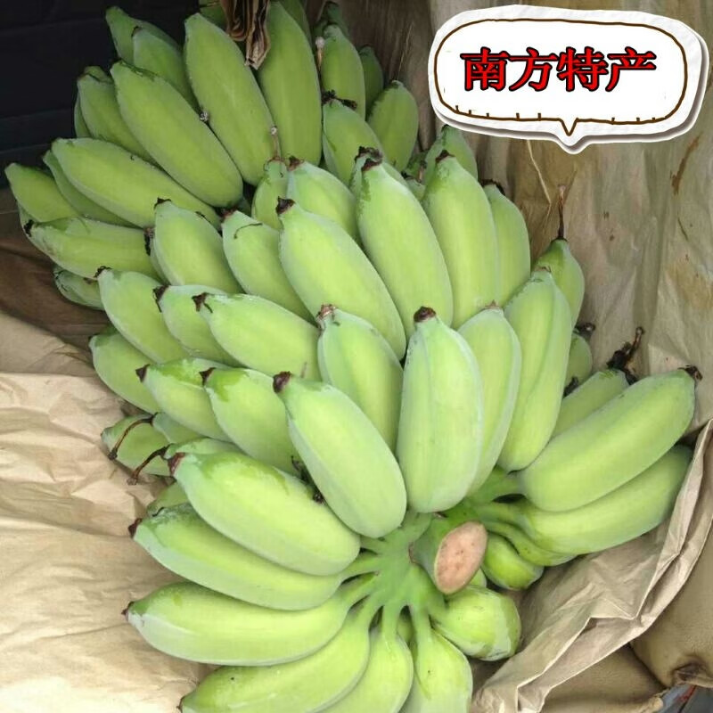 千朵云【順豐】海南野生芭蕉 蘋(píng)果蕉 香蕉整箱10斤應季水果現采現發(fā) 8斤